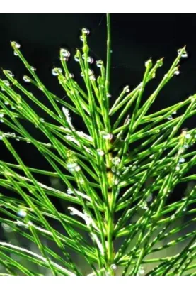 Entretien des Muscles et Articulations - Dynasil® Silicium Organique de Prêle BIO